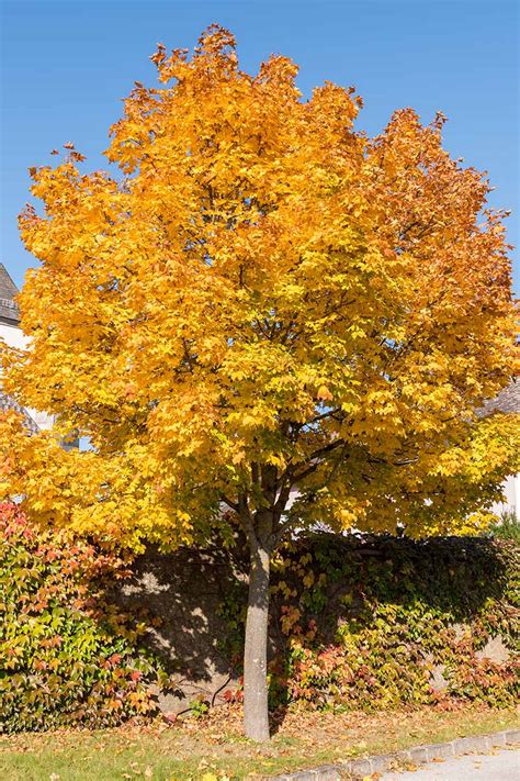 benefits and drawbacks of norway maple tree